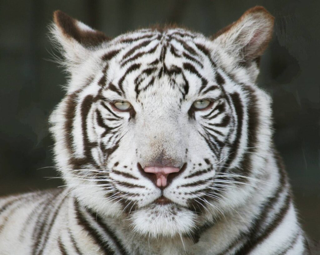 【4組様に当たる】　親子ペアチケット